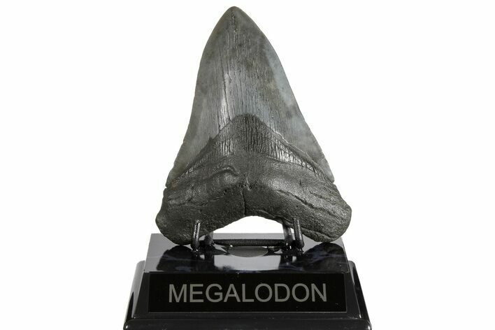 Fossil Megalodon Tooth - South Carolina #183617